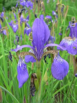 Iris