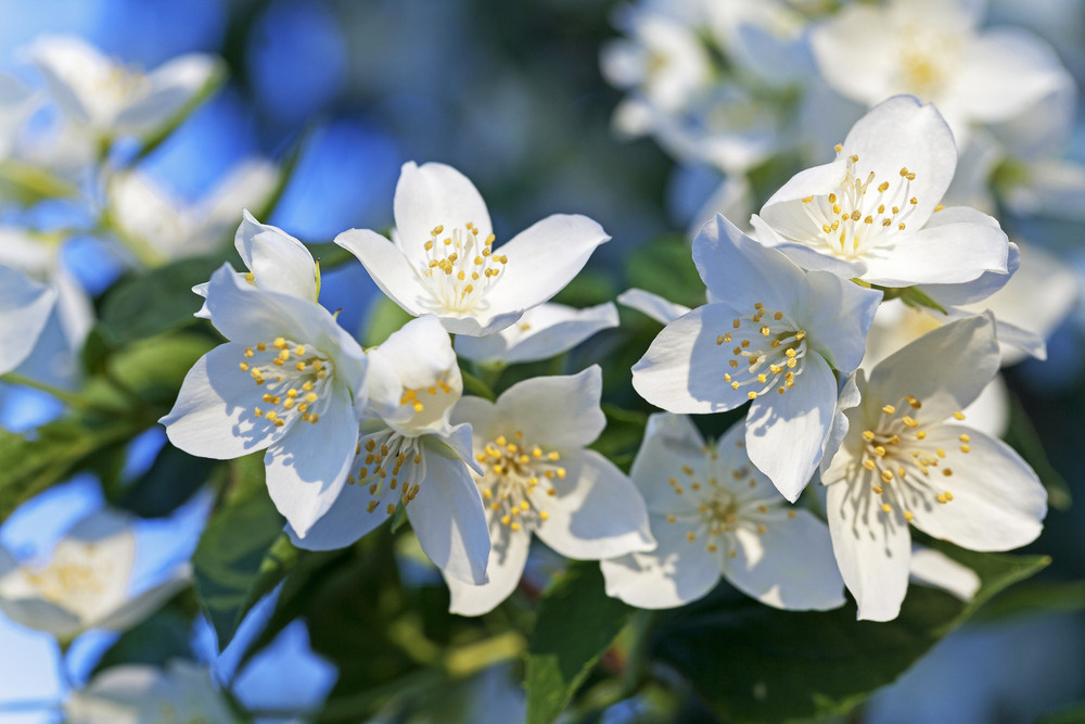 Jasmin
