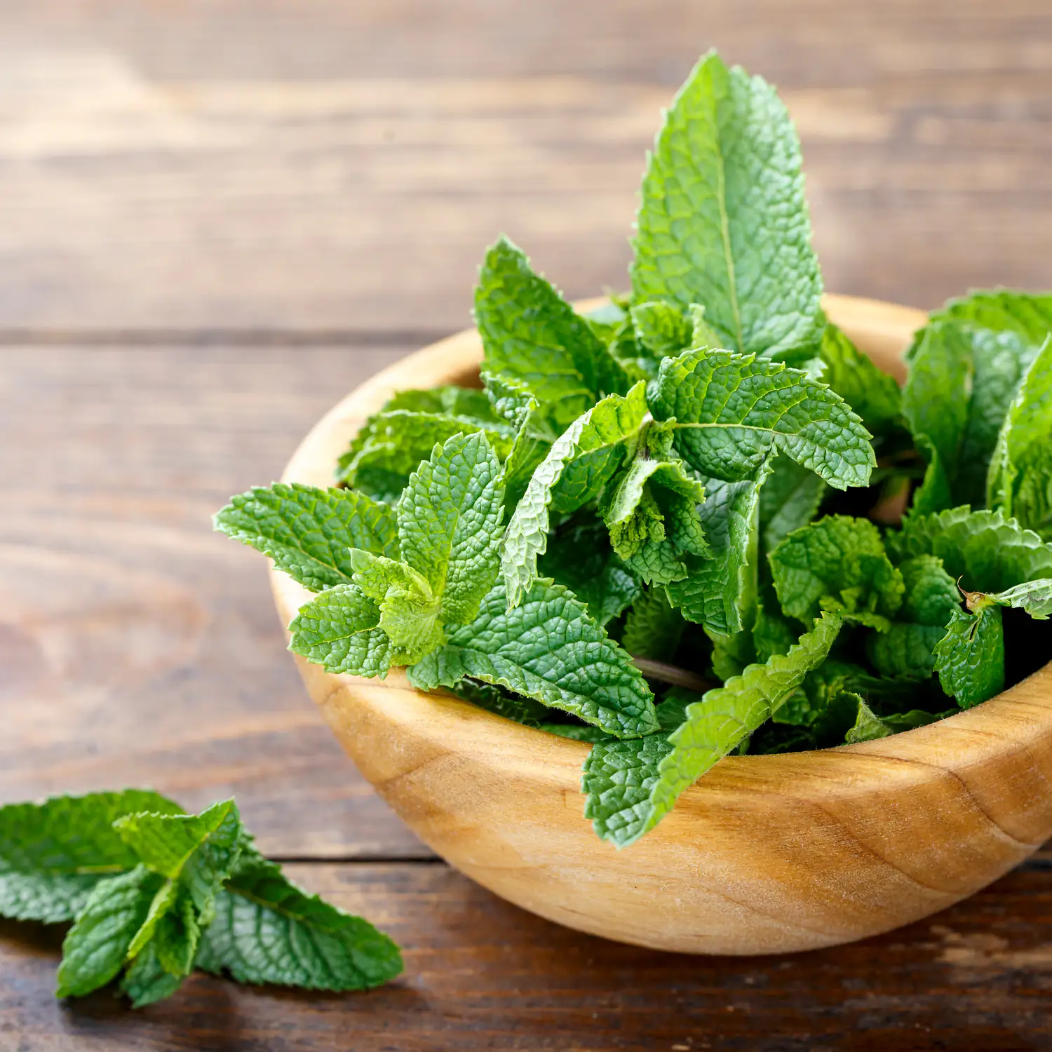 Menthe