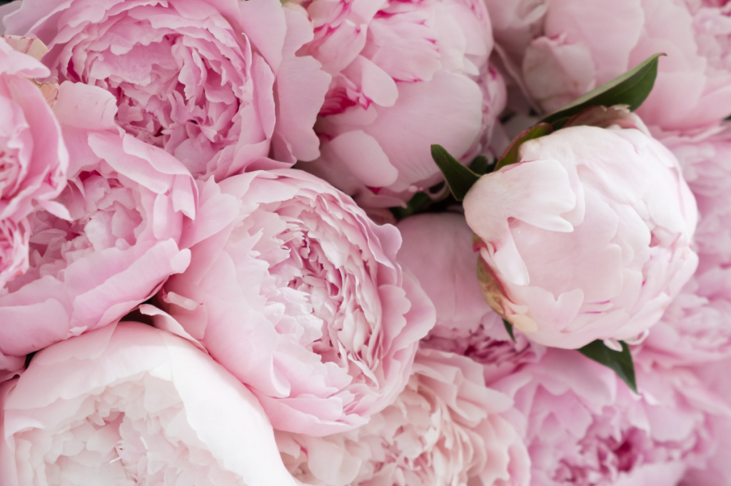 Pivoine